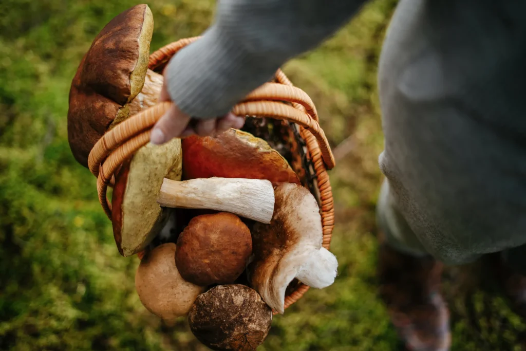 korb voller Pilze, Steinpilze gesammelt im herbstlichen Wald